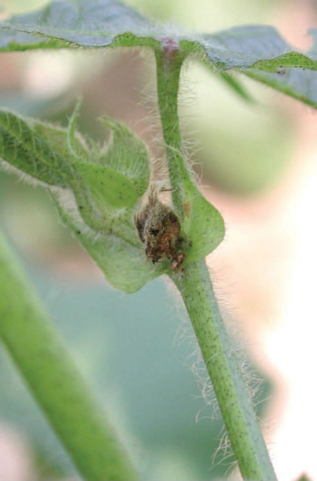 A close-up of a cotton flower bud with feeding damage and browning at the base, attached to a green, fuzzy cotton stem.