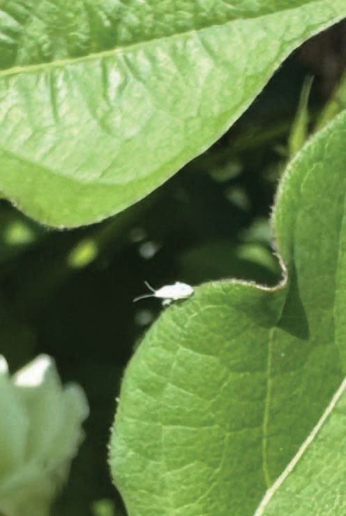 A white cotton fleahopper resting on a green leaf.