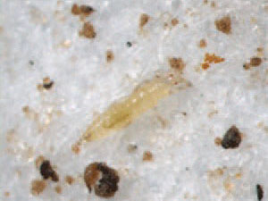 A pale yellow thrips nymph on a white background.