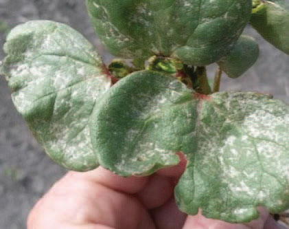 Three cotton leaves showing silvering caused by thrips feeding damage.