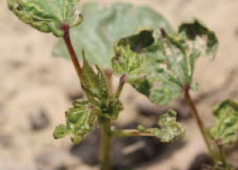  Three leaves showing damage caused by thrips feeding.