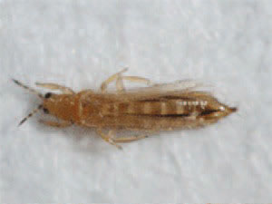  An adult thrips on a white background.