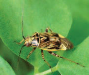 A tarnished plant bug resting on a green leaf.