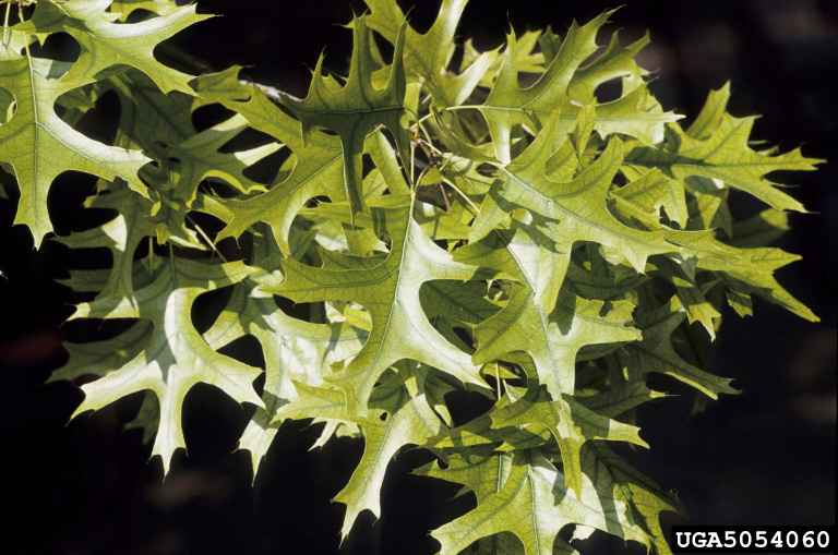 A close-up of a tree's leaves with a black background. A close-up of a tree's leaves with a black background.