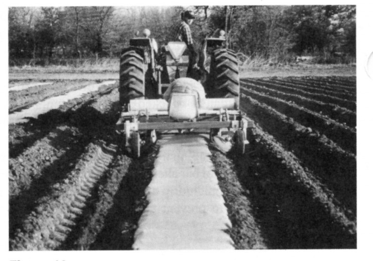 Tractor planting a sprinkler irrigation system.