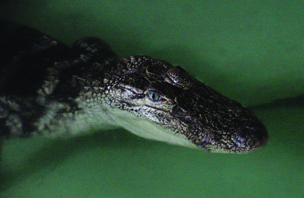 A close up of the head of an American alligator.