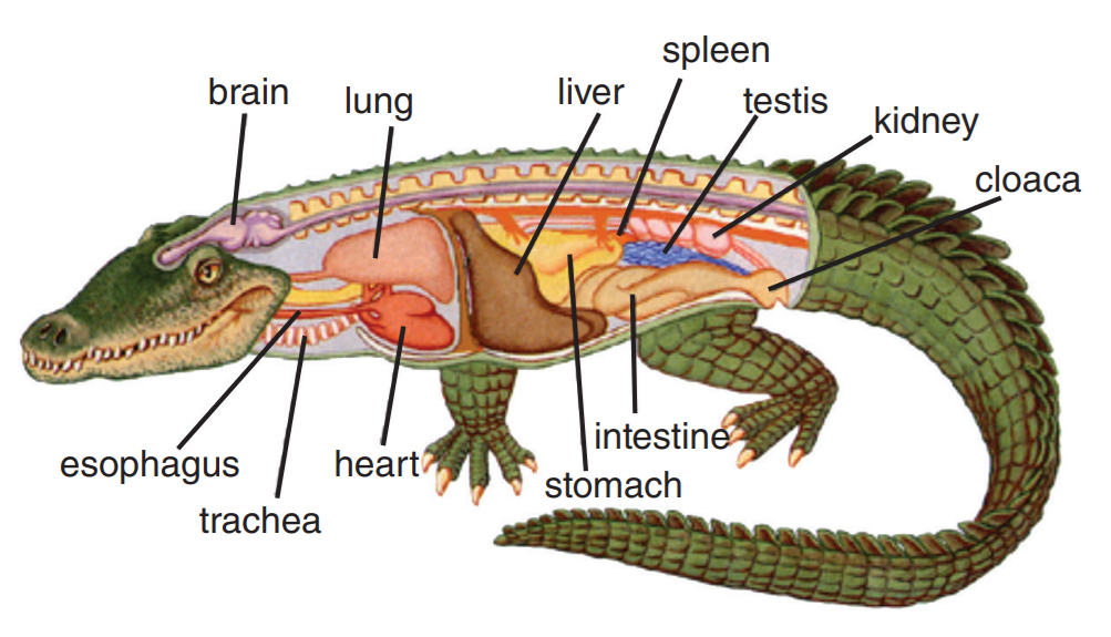 Сердце крокодилов состоит из камер. Пищеварительная система аллигатора. Пресмыкающиеся пищеварительная система у крокодилов. Анатомия аллигатора. Строение клоаки крокодила.