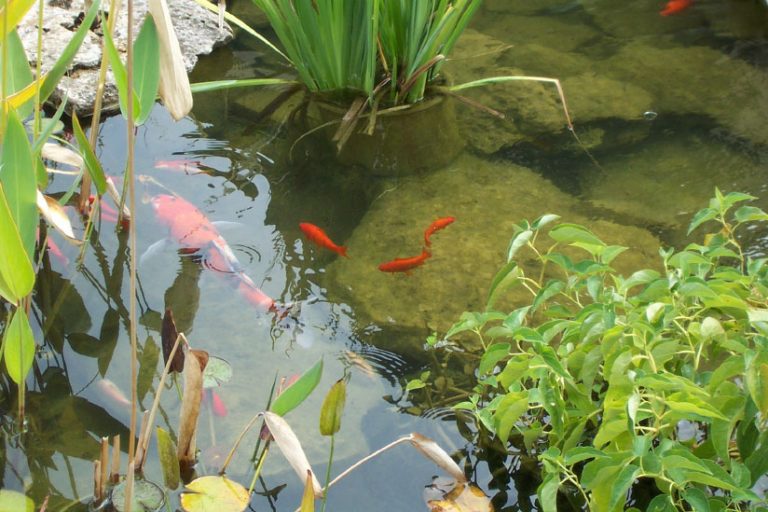 Koi fish in a garden pond.