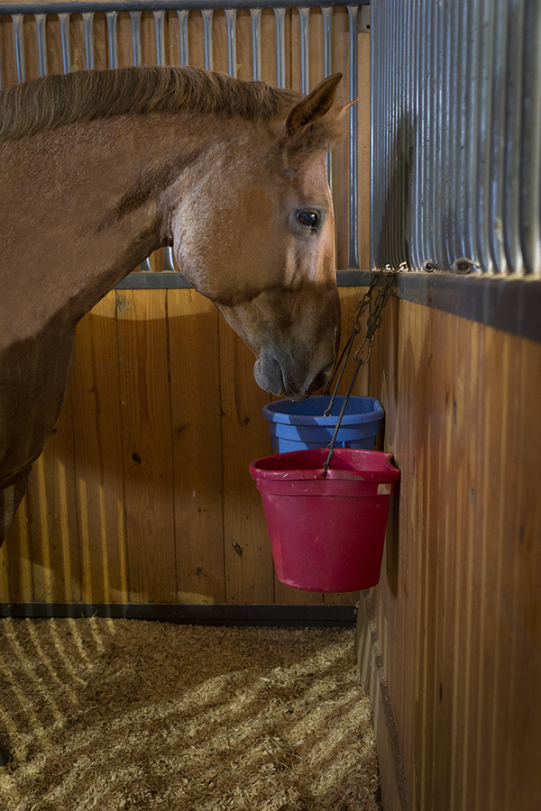 A horse drinking water from a bucket.