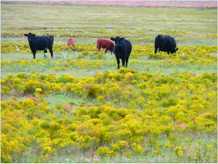 Multiple cows grazing in a field.