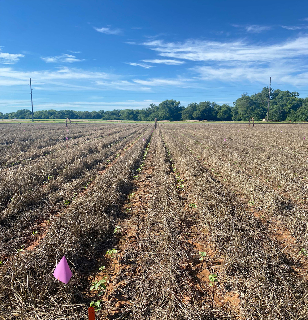 Trial site in Stillwater, three weeks after planting.