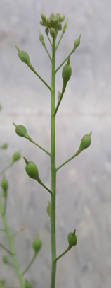 Close-up of a single smallseed falseflax.