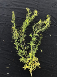 Full profile of a mature flixweed plant.