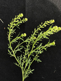 Plant profile of greenflower pepperweed during reproductive growth. 