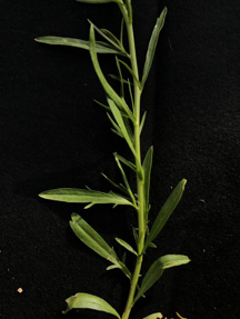 Close-up of Virginia pepperweed dentate leaves.