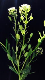 Plant profile of field pennycress. 
