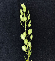 Close-up of field pennycress silicles.