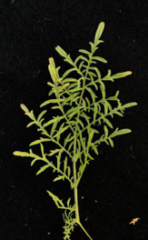 Bipinnate leaves of flixweed.