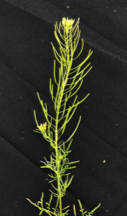 The reproductive structure of flixweed.