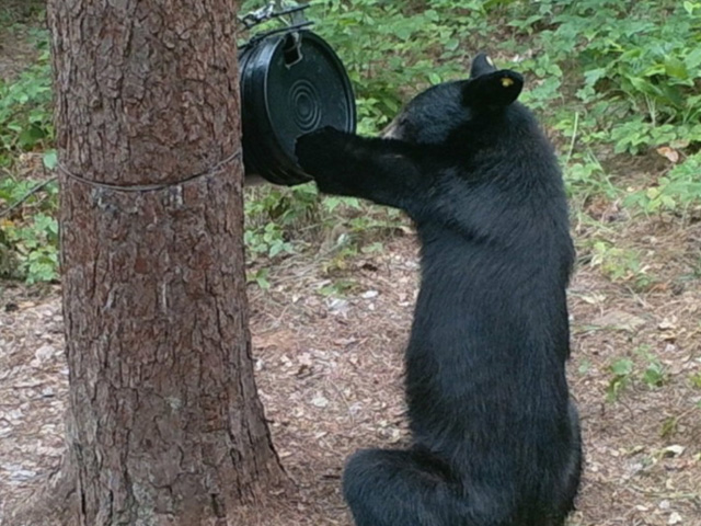 Black bear at a bucket trap.