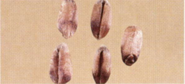Kernels which are affected by Black Tip Fungus to the extent that the fungus growth is on the germ and extends into the crease of the kernel shall be considered damaged.