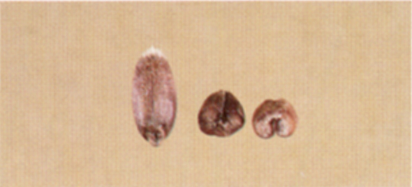 Kernels which are materially discolored and damaged by heat shall be considered damaged.