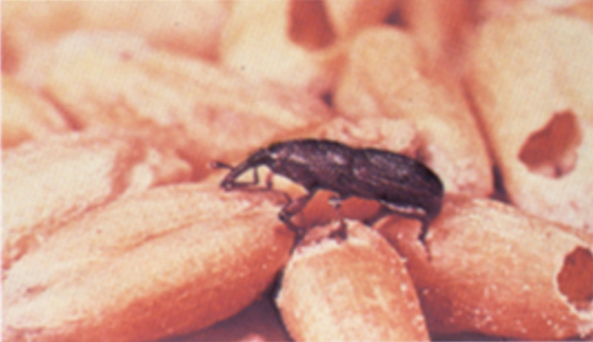 Wheat that is infested with live weevils or other live insects injurious to stored grain is considered infested.