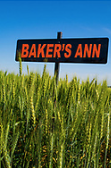 Baker’s Ann (OK13621)