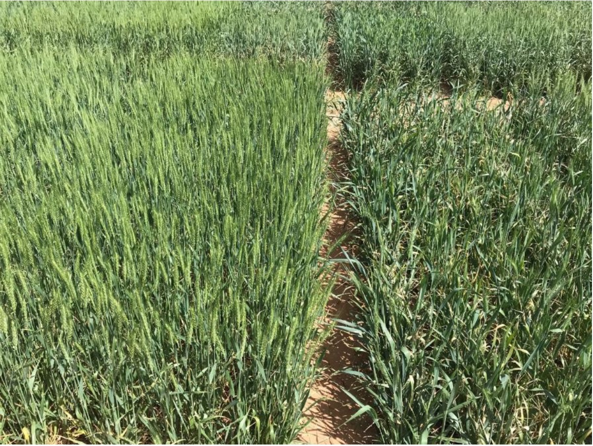 Contrasting reactions to April freeze events at Lahoma on May 4, 2018, representing 0 percent spike loss (left) and near 100 percent spike loss (right) for two advanced lines. Neither line had a prior history of freeze susceptibility in statewide trials.
