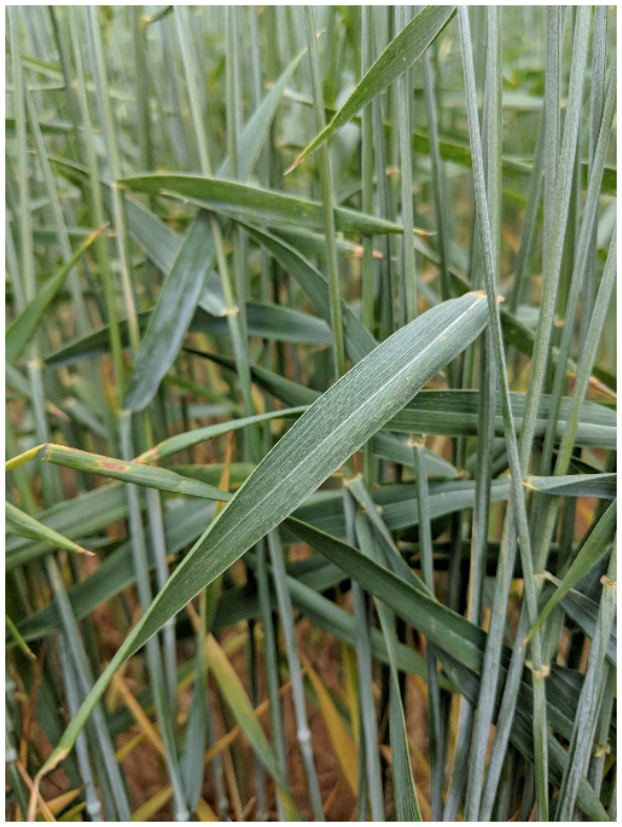  Barley yellow dwarf (BYD) resistance of an experimental line containing only gene Bdv3 