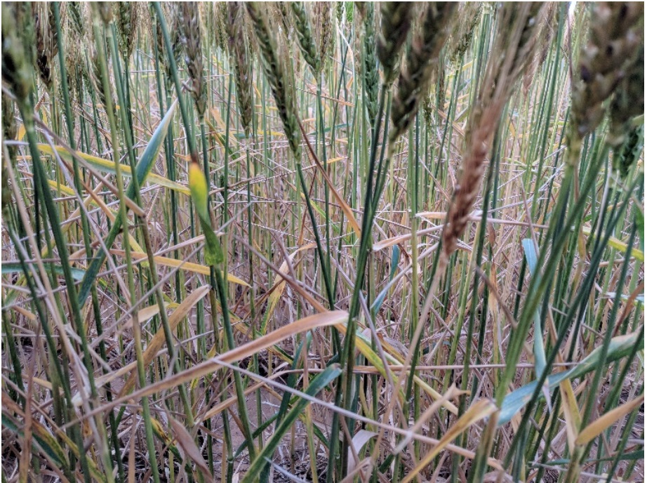 Barley yellow dwarf (BYD)  versus a susceptible line (bottom), as observed on May 15, 2018, at Stillwater. 
