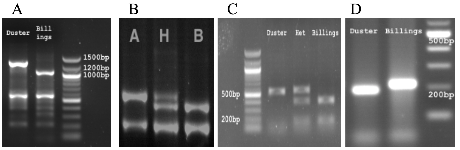  PCR markers for QYld.osu-1BS: A) PLT-F2R2, B) GBS12138, C) ZFP4-F4R4, D) WCK, dCAP-1B-3.   