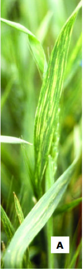 Symptoms of wheat streak mosaic1