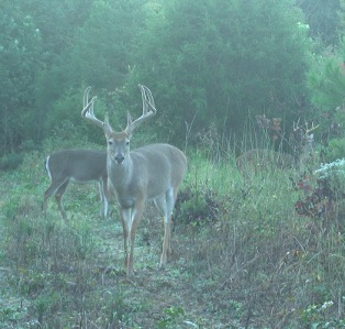 A light brown buck with long antlers facing forward towards the camera in a green pastureland.