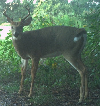 A buck with antlers standing still in a green grassy forest.