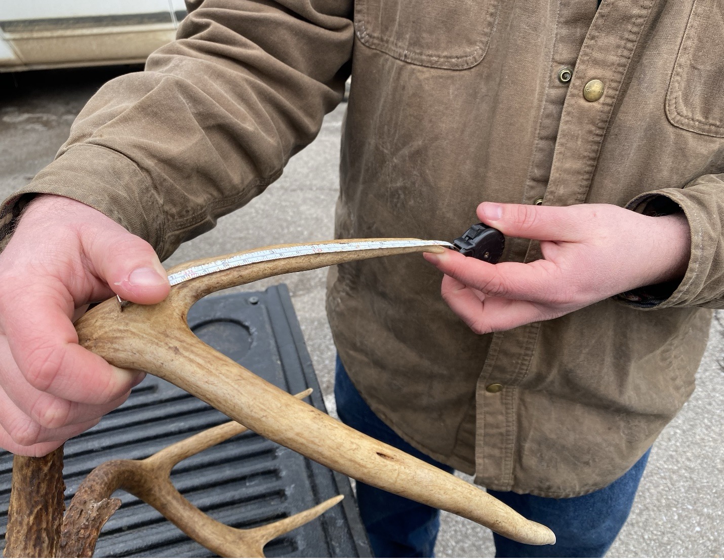 A person using a measuring tape to measure the antler of a buck.