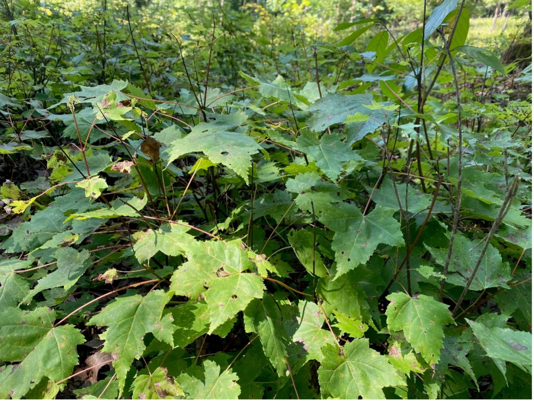 A dense cluster of leafy green plants growing outdoors in a forestry area, with small holes on some of the leaves.