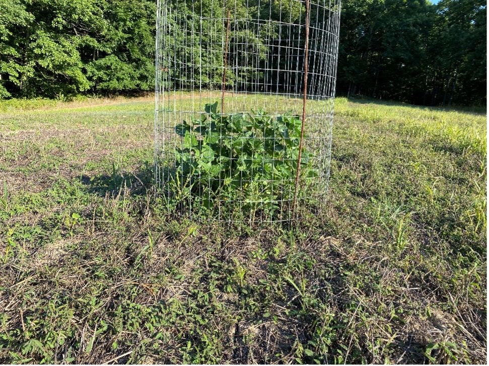 A small, leafy green plant growing outdoors inside a cylindrical wire cage.