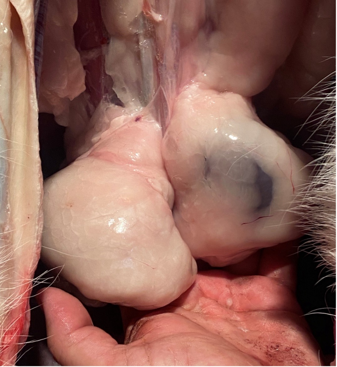 A person holding two kidneys from a deer, showing the fat around the kidneys.