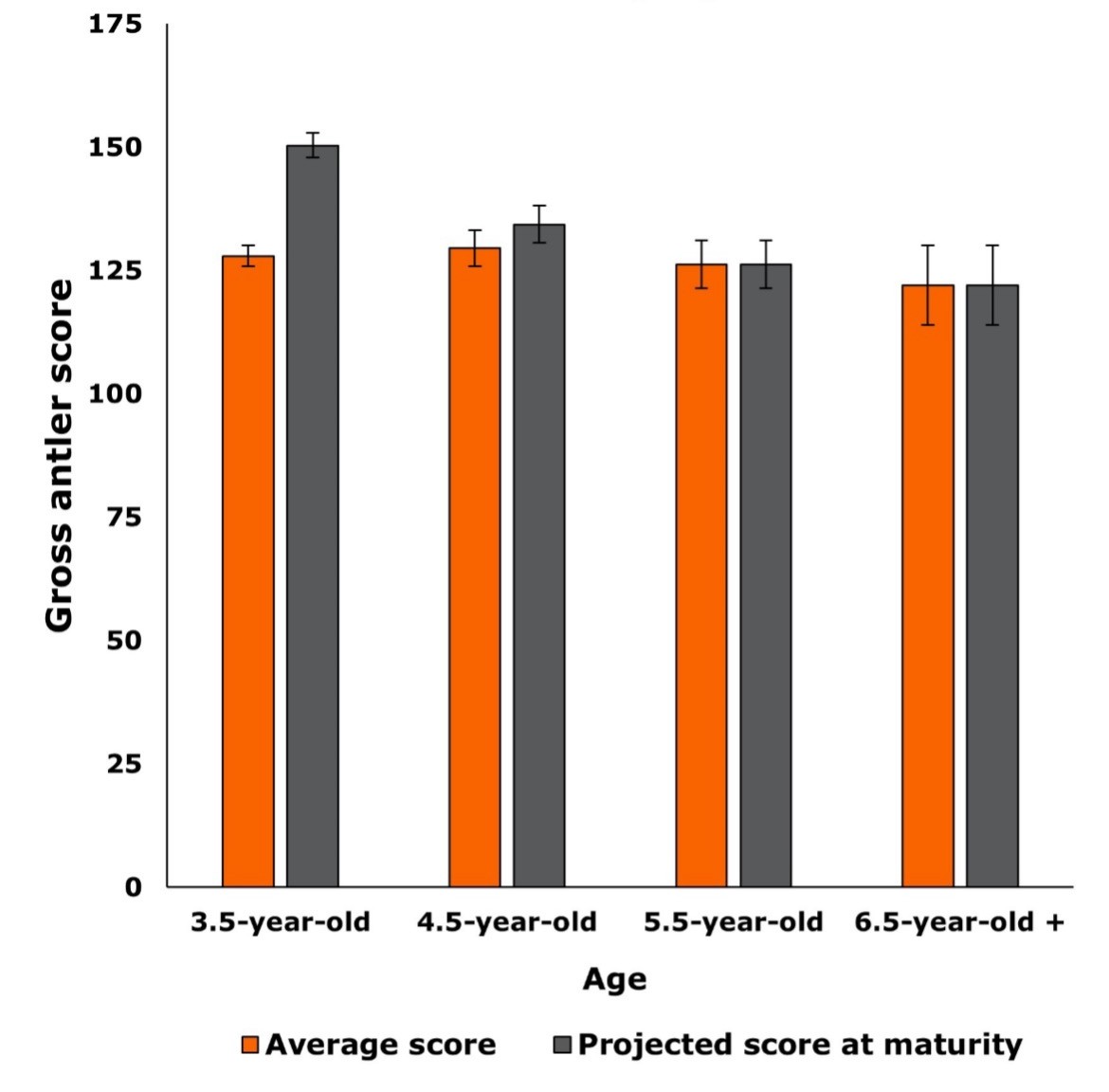 A bar graph that shows the Score by age, measuring the Gross antler score to the age, differentiating between orange and grey.  The age 3.5 year old, in orange has a gross antler score of 125 and grey ias 150.  The age 4.5 year old, in orange is at 125 and grey is at 130.   The age 5.5 year old has a gross antler score of both orange and grey at 125.  The age 6.5 year old has a gross antler score of both orange and grey at 125.