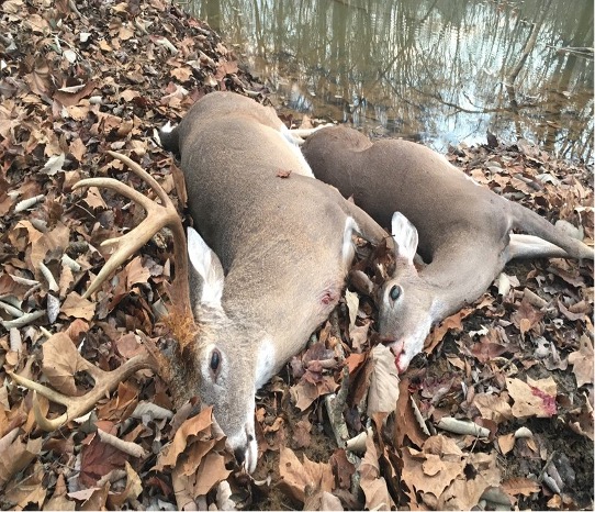 Two deer that are deceased, lying in a pile of leaves.