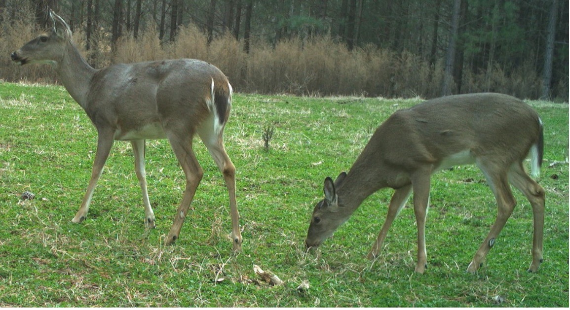 Two deer roaming in a green grassy meadow.