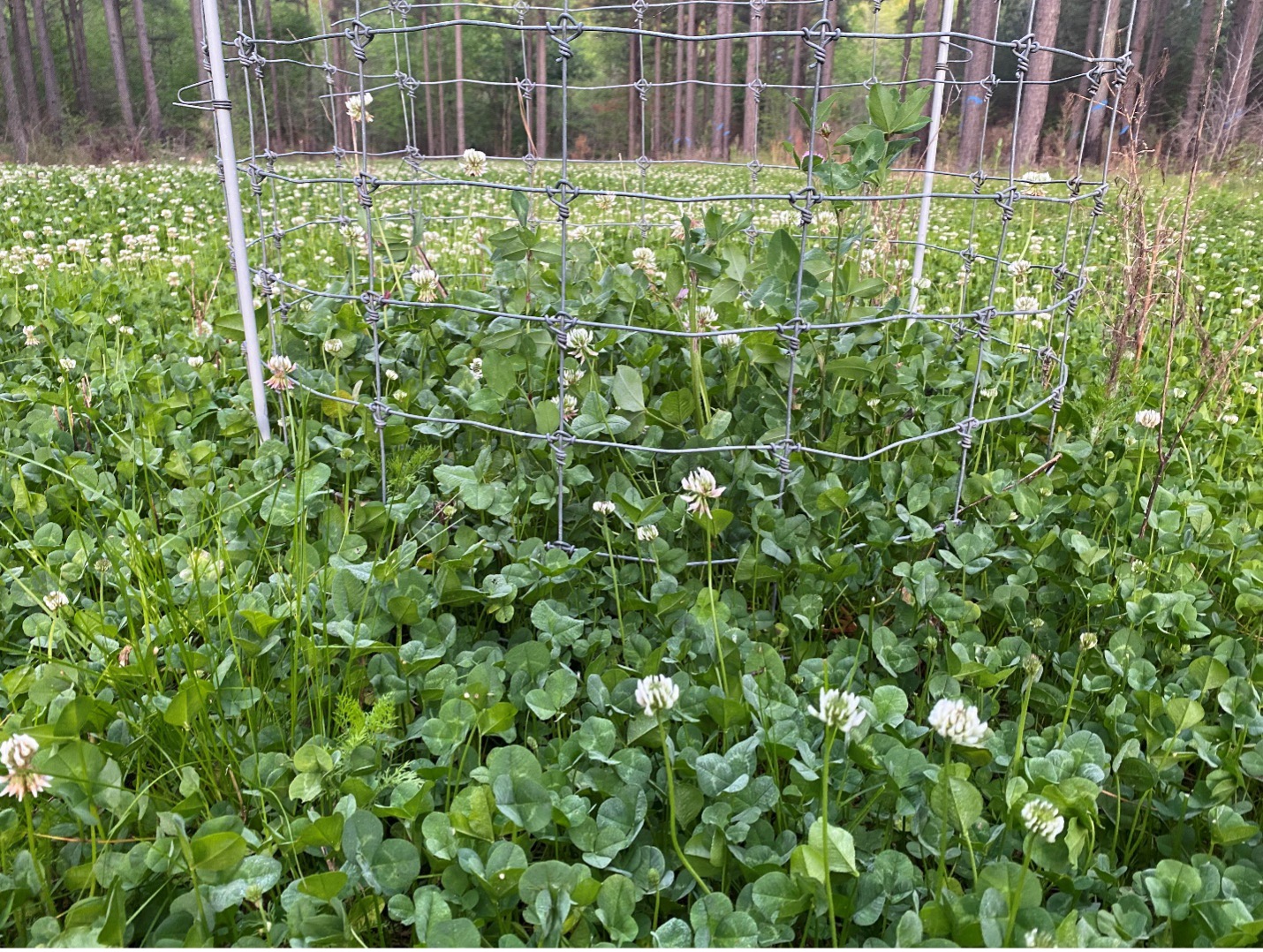 A dense patch of green leafy plants with small white flowers grows inside a circular wire fence in an outdoor field bordered by trees.