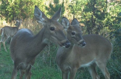 Two light brown buck fawns standing side by side in a field of grass next to a forest area.