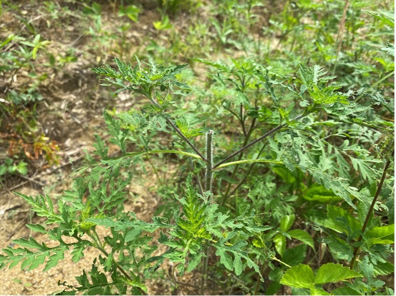 A green plant outside, demonstrating moderate deer grazing pressure.