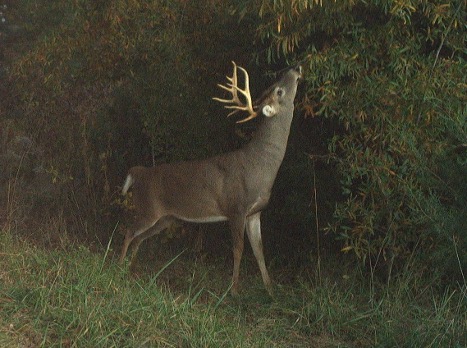 A buck with large antlers picking leaves from a tree in the dark.
