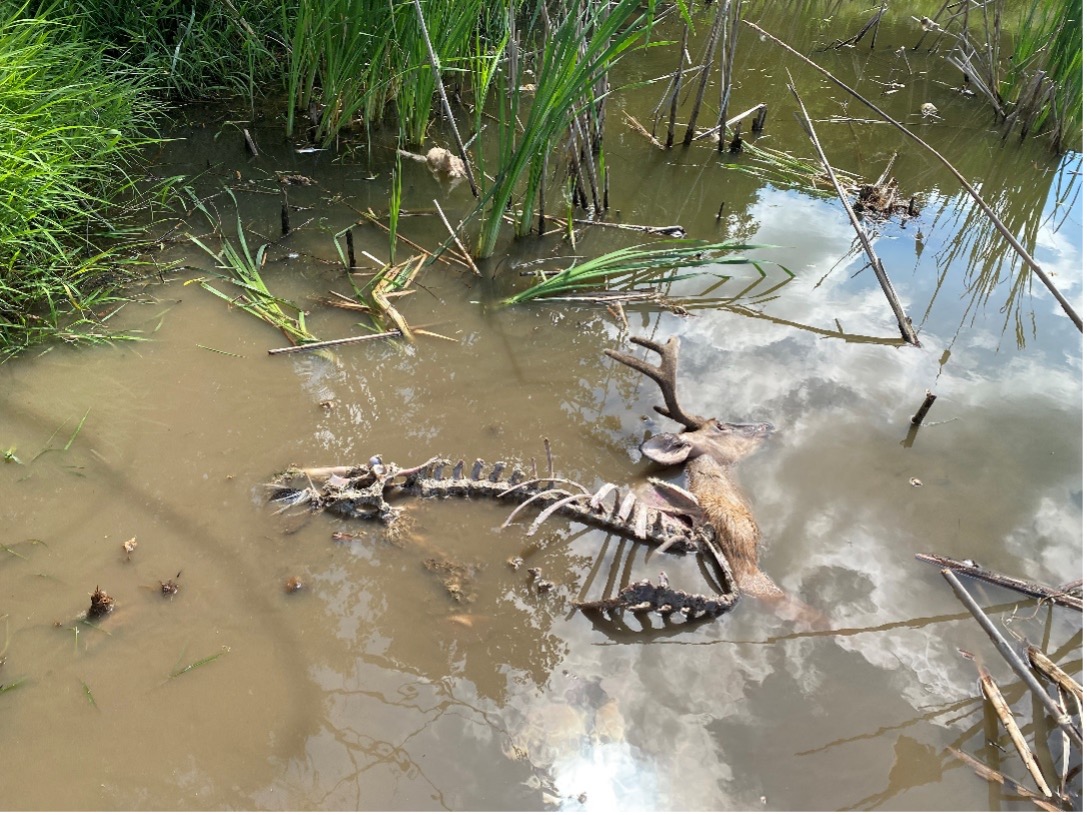 A deer that is deceased, sitting in brown water as half of its body is skeletonized. 