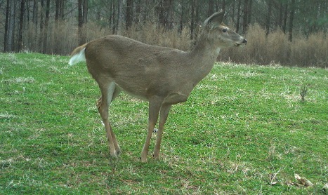 A brown deer standing in a patch of grass outdoors.