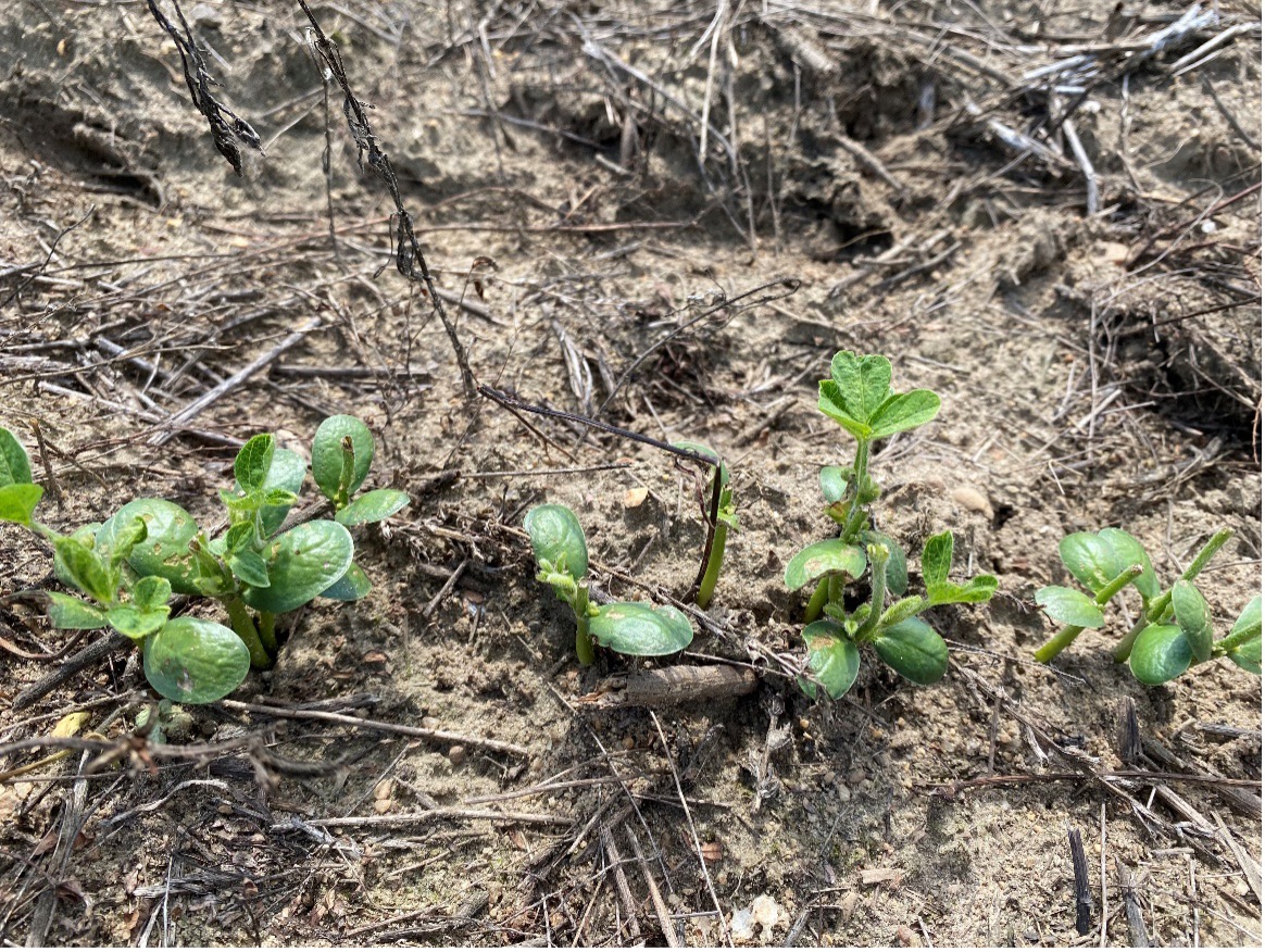Three different green crops sprouting from the ground.
