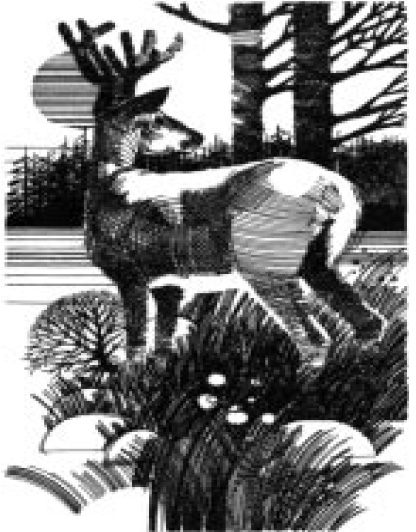 Black and white drawing of a deer in the woods.